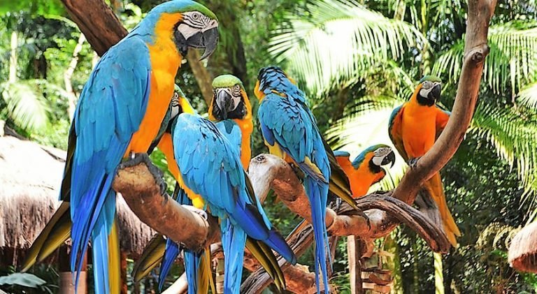 Férias no Parque da Aves Foz do Iguaçu