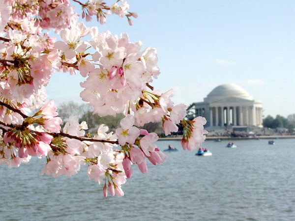 National Cherry Blossom Festival