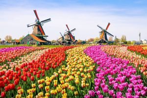 Tulips & Windmills, Amsterdam (Holanda)