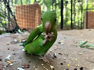 Parque das Aves resgata periquitos