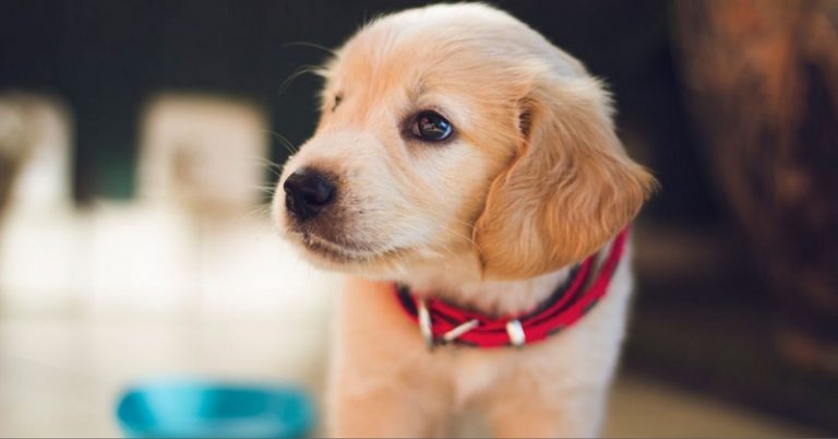 Precauções com os Pets na quarentena