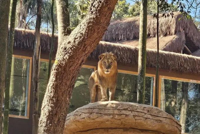 simba safari